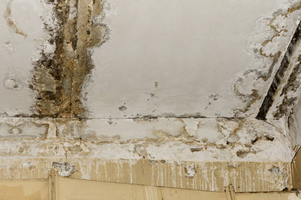 Best 24/7 water damage repair  in West Peoria, IL